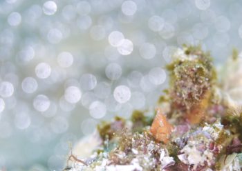 ベニカエルアンコウ