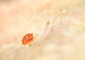 ホムラスベヨコエビ