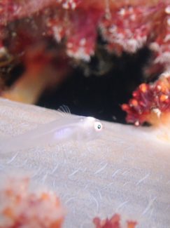 スケロクウミタケハゼ