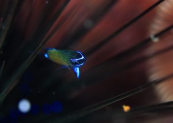 アマミスズメダイ