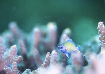 アマミスズメダイ