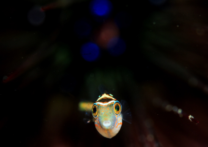 ハナキンチャクフグ