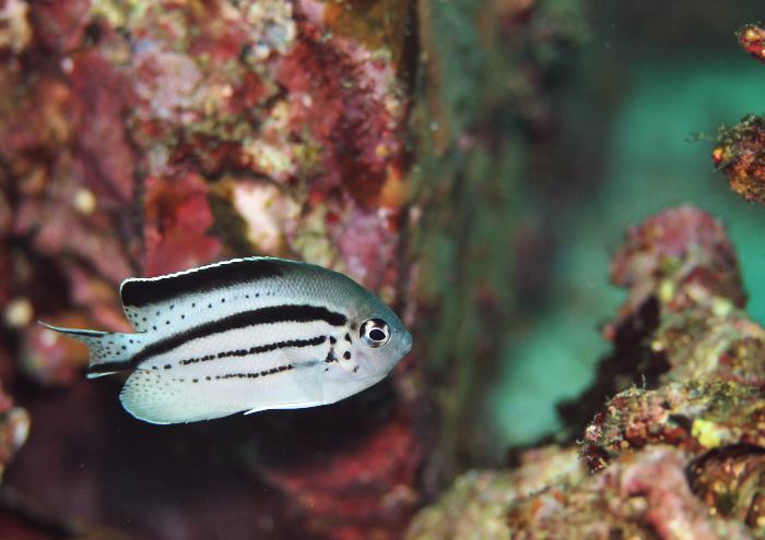 タテジマヤッコ