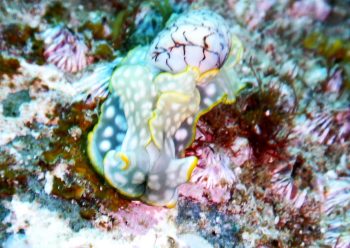 コンシボリガイ