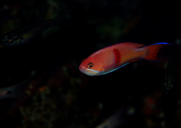 アカオビハナダイ