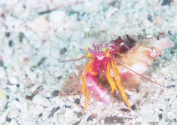 アデヤカゼブラヤドカリ