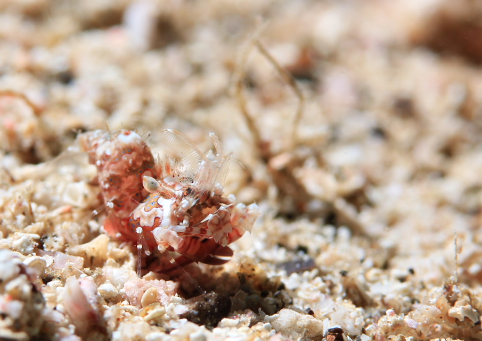 サガミツノメエビ