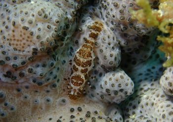 ウズラカクレモエビ