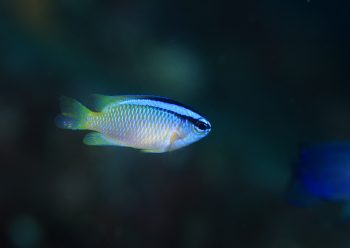 アオスジスズメダイ