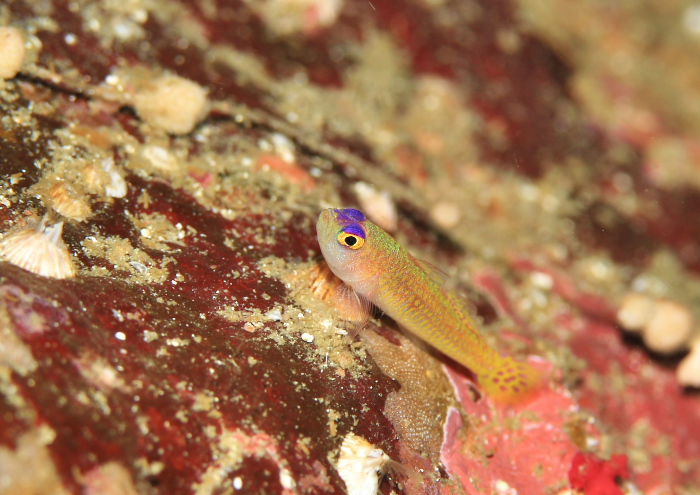 ダイトクベニハゼ