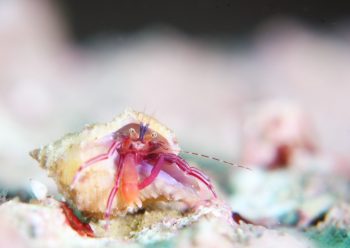 スミレヒメホンヤドカリ