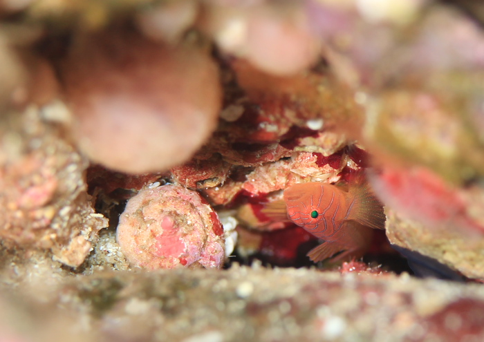 イレズミハゼ属の一種