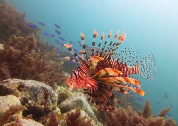 ハナミノカサゴ