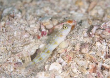 ナノハナフブキハゼ