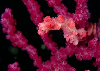 ピグミーシーホース