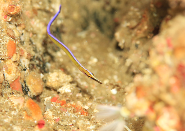 ダイダイヨウジ