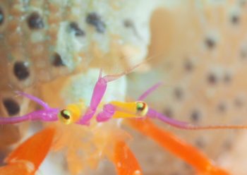 フルセゼブラヤドカリ