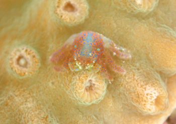 アシビロサンゴヤドリガニ