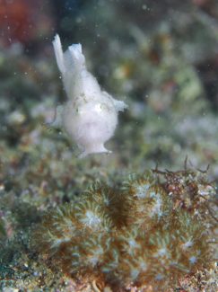 エナガカエルアンコウ