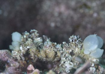 モクズショイ&コウイカタマゴ