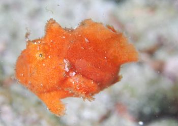 エナガカエルアンコウ