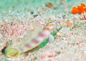 ハチマキダテハゼ