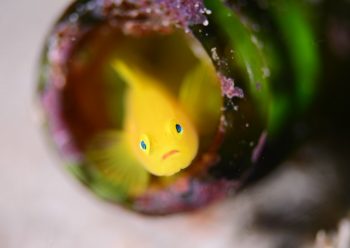 ミジンベニハゼ