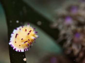 レンゲウミウシ