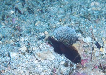 ホタテツノハゼ