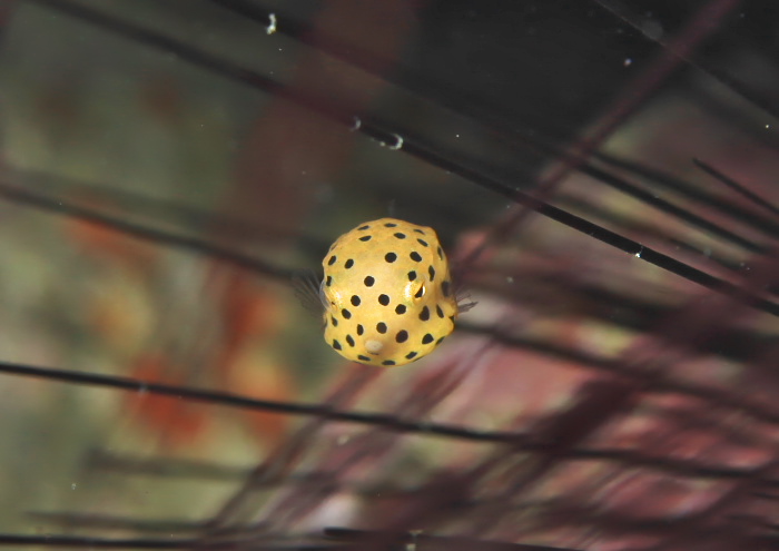 ミナミハコフグ