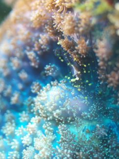 イソギンチャクモドキカクレエビ