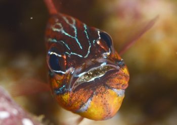 キンセンイシモチ口内保育