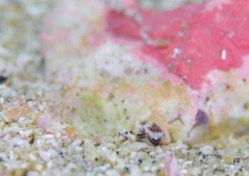 ホソヅメホテイヨコエビ