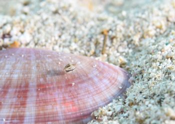 ホソヅメホテイヨコエビ