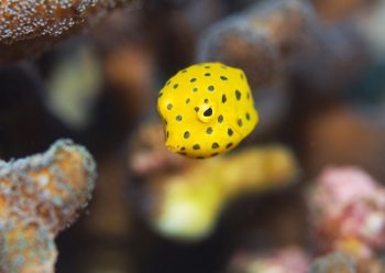 ミナミハコフグ