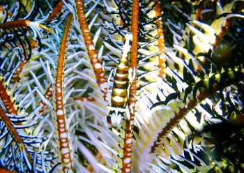 ラオメネス・コルヌトゥス