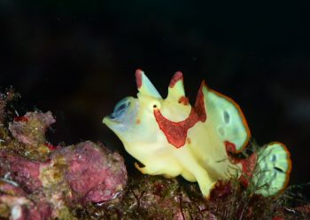 クマドリカエルアンコウ