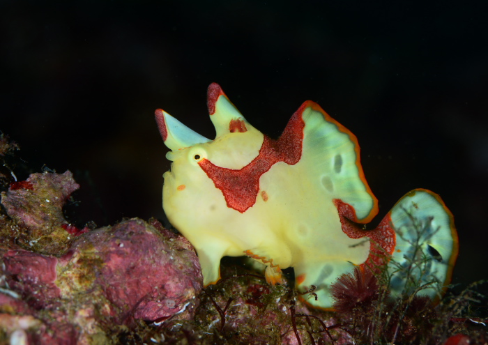 クマドリカエルアンコウ