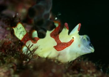 クマドリカエルアンコウ