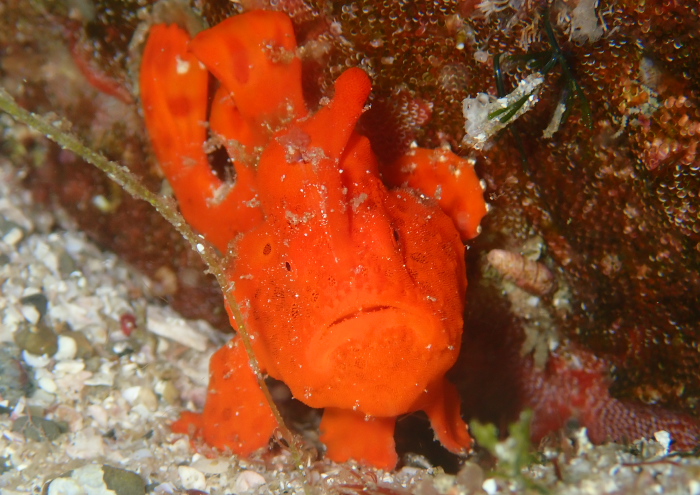 イロカエルアンコウ