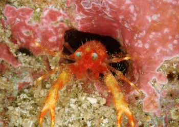 アナモリチュウコシオリエビ