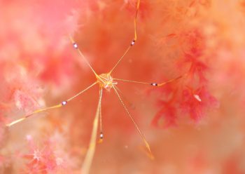 オルトマンワラエビ