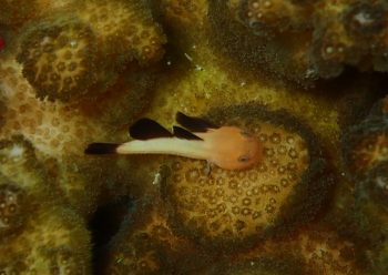 パンダダルマハゼ