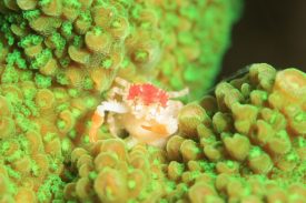 コンペイトウコブシガニ