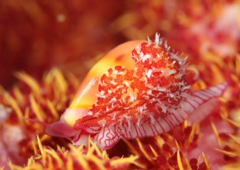 テンロクケボリ