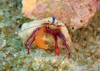 スミレヒメホンヤドカリ