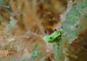 ミドリリュウグウウミウシ