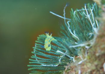 ミドリリュウグウウミウシ