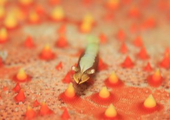 ヒトデヤドリエビ