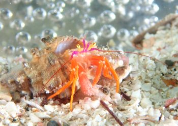 フルセゼブラヤドカリ